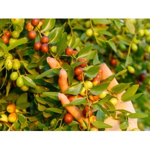 Jujuba – čínska datľa (Ziziphus jujuba) ´DONGZAO´ – výška 160–190 cm, kont. C10L, na kmienku